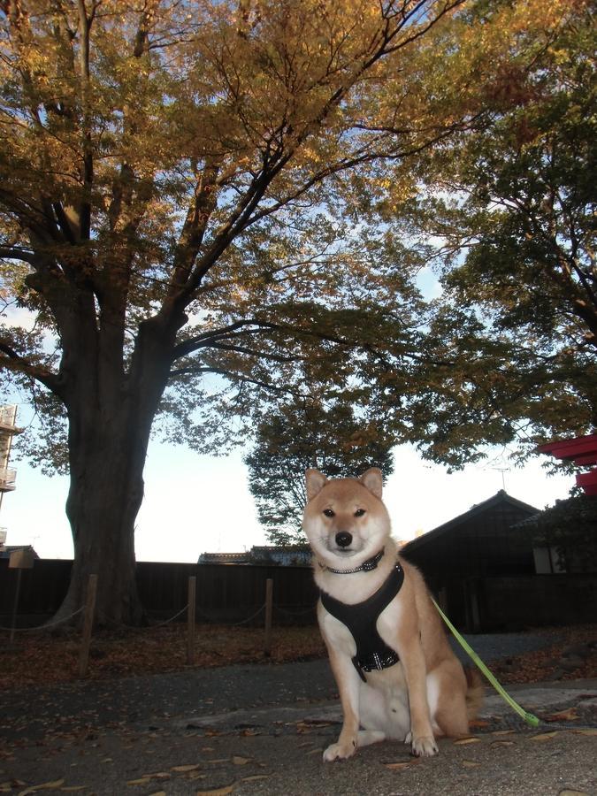 Kanazawa Share House Gaooo Esterno foto